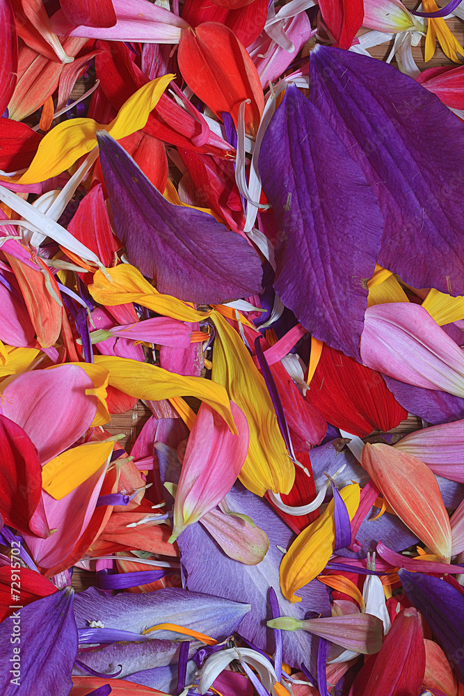 The natural texture of multicolored flower petals, colorful