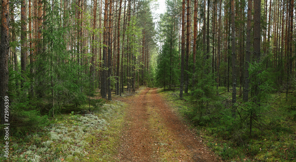 Obraz premium gęsty las świerkowy latem