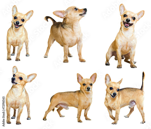 Set of Mini Toy Terriers, isolated
