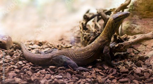 Full length shot of Komodo dragon