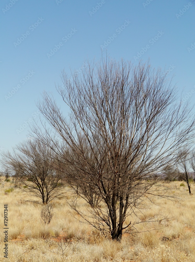 Dead tree in the Mcdonnell ranges in Australia