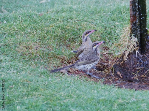 Spiny-cheeked Honeyeater under a tap in Australia photo