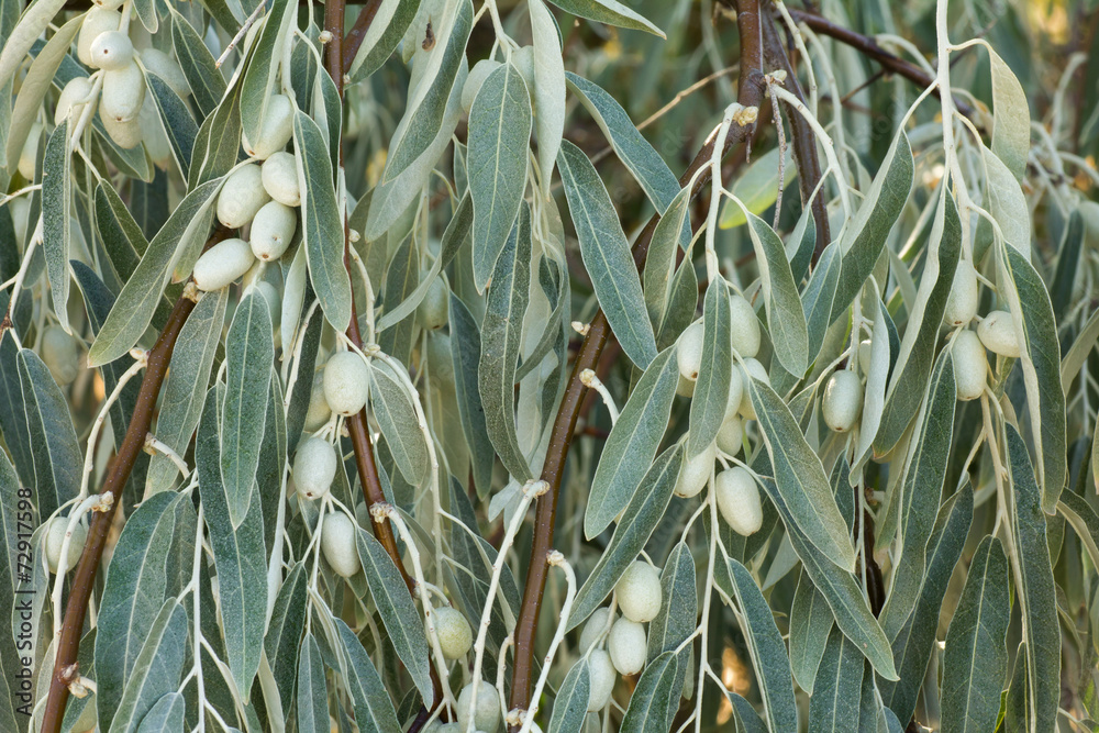Hojas y frutos de Árbol del Paraíso. Elaeagnus angustifolia. Hojas y frutos de Árbol del Paraíso. Elaeagnus angustifolia.