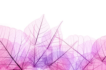 Pink and Purple  Border of  transparent Leaves - isolated on whi