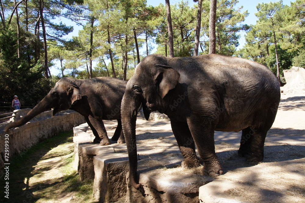 éléphants d'Asie