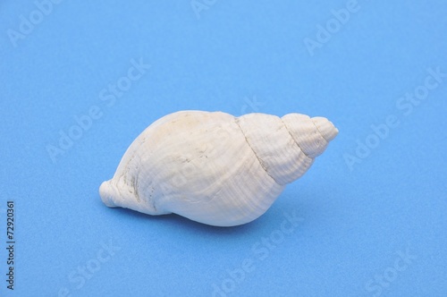  seashell on a blue background