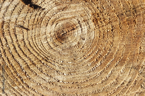 Jahresringe einer Blautanne-alter eines baumes