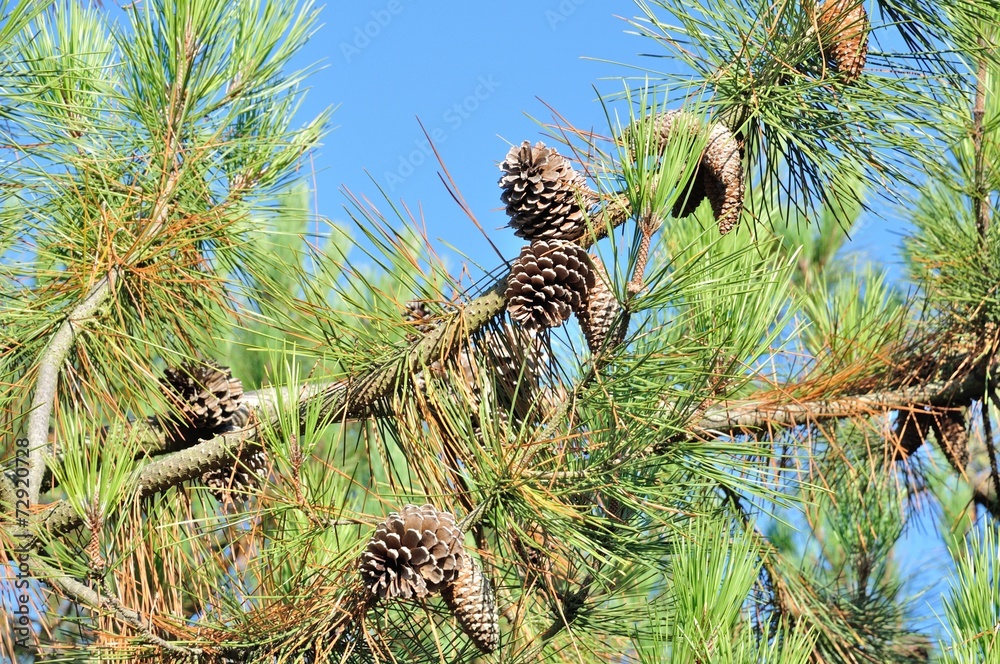 Fototapeta premium Pine trees