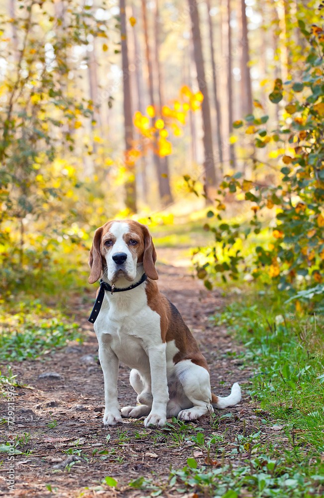 beagle in forest