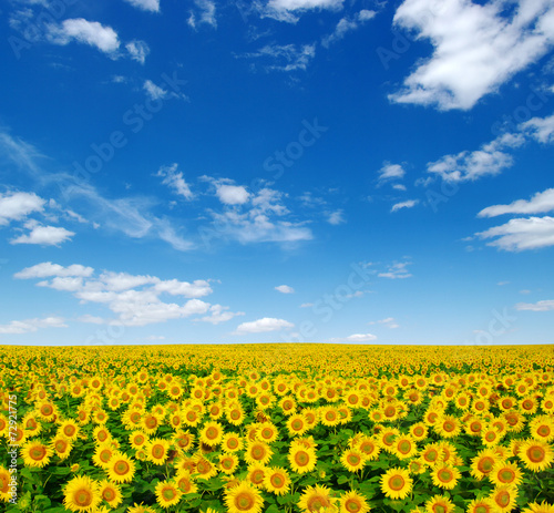 Fototapeta Naklejka Na Ścianę i Meble -  sunflowers