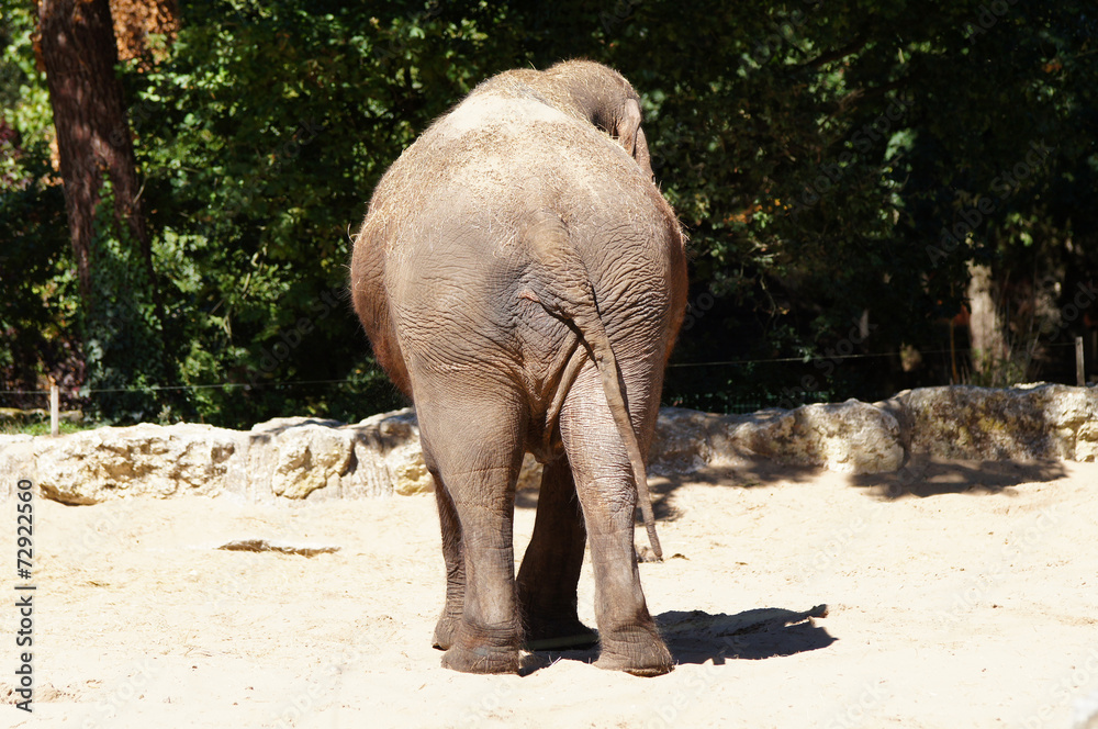Naklejka premium éléphant d'Asie