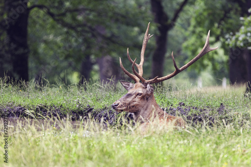 image of stag lying in the grass near a puddle © aricica
