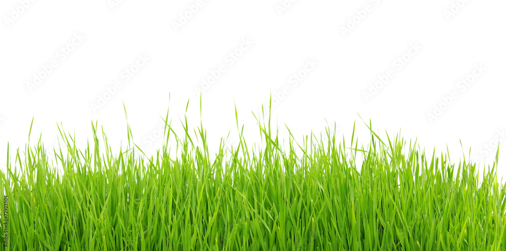 grass on white grass on white