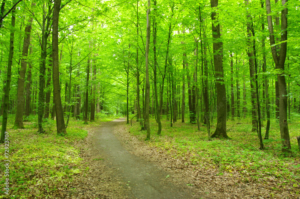 green forest green forest