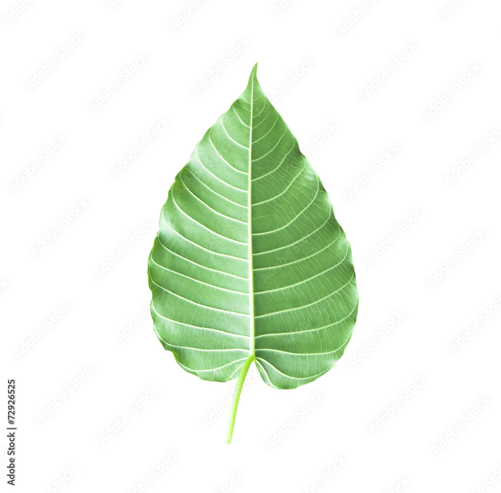Background texture of leaves Background texture of leaves