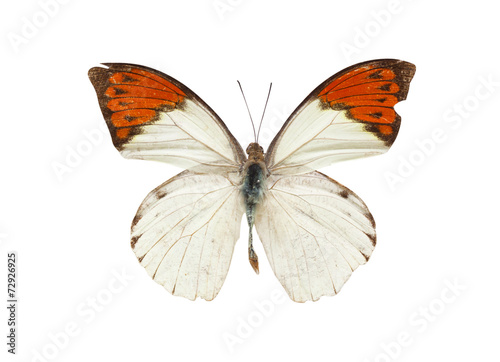 Butterfly isolated on white background.