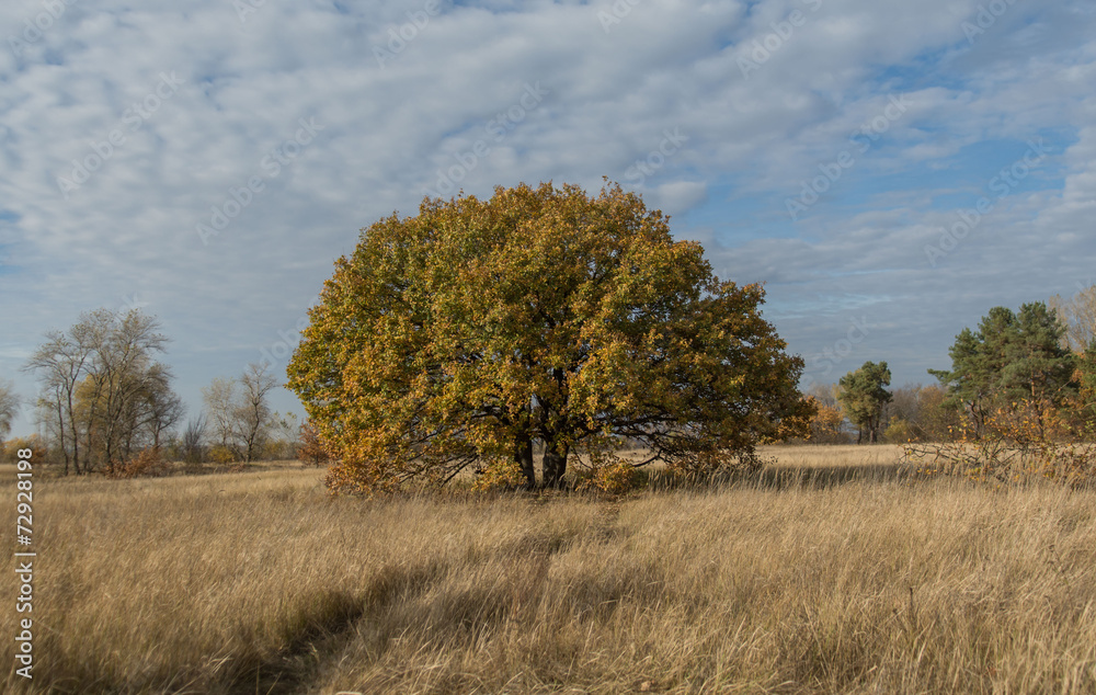 Obraz premium дерево , дуб