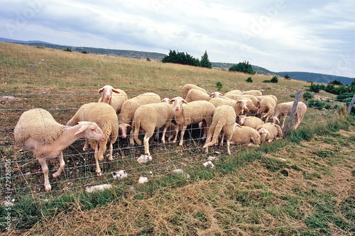 BREBIS DES CAUSSES