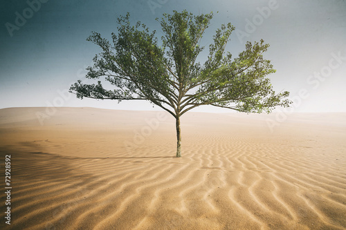 Desert Tree photo