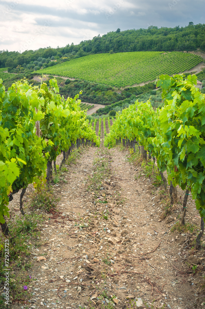 Beautiful vineyards in Chianti, Italy