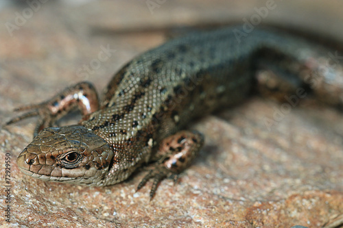 brown lizard on a rock close