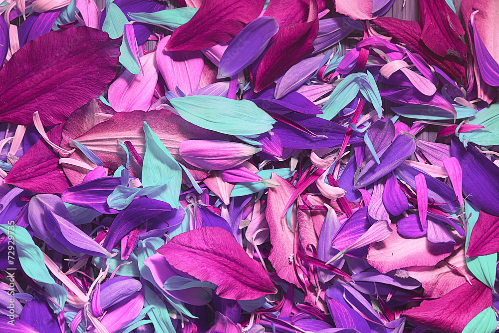 The natural texture of multicolored flower petals, colorful