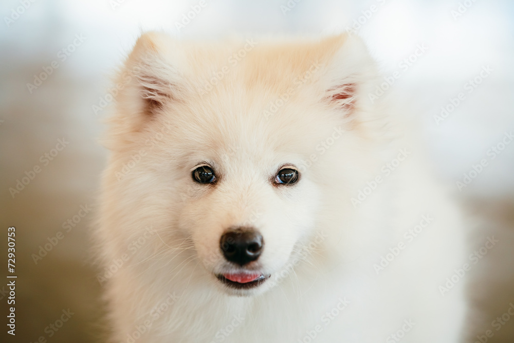 White Samoyed Dog Puppy Whelp Close Up