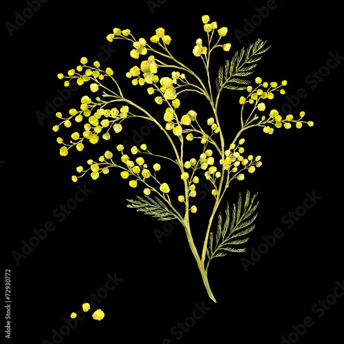 Sprig of Mimosa, Spring Watercolor Background