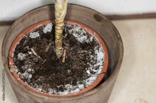 Moldy flowerpot (close-up shot) photo
