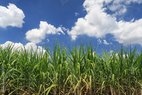 Sugar cane farmland