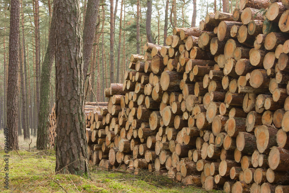 holz holzwirtschaft