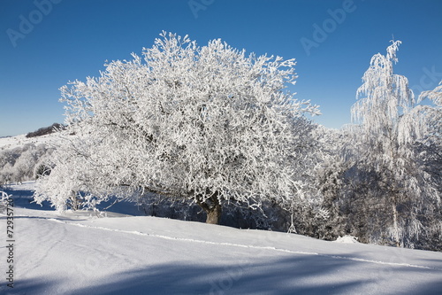 frozen trees © Igor Syrbu