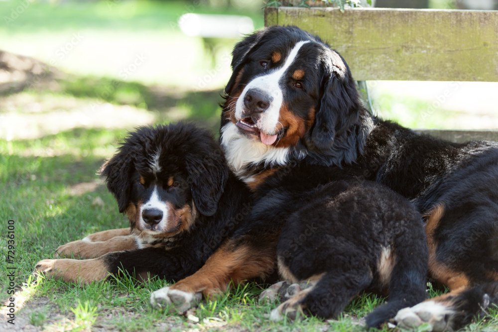two Bernese mountain dogs