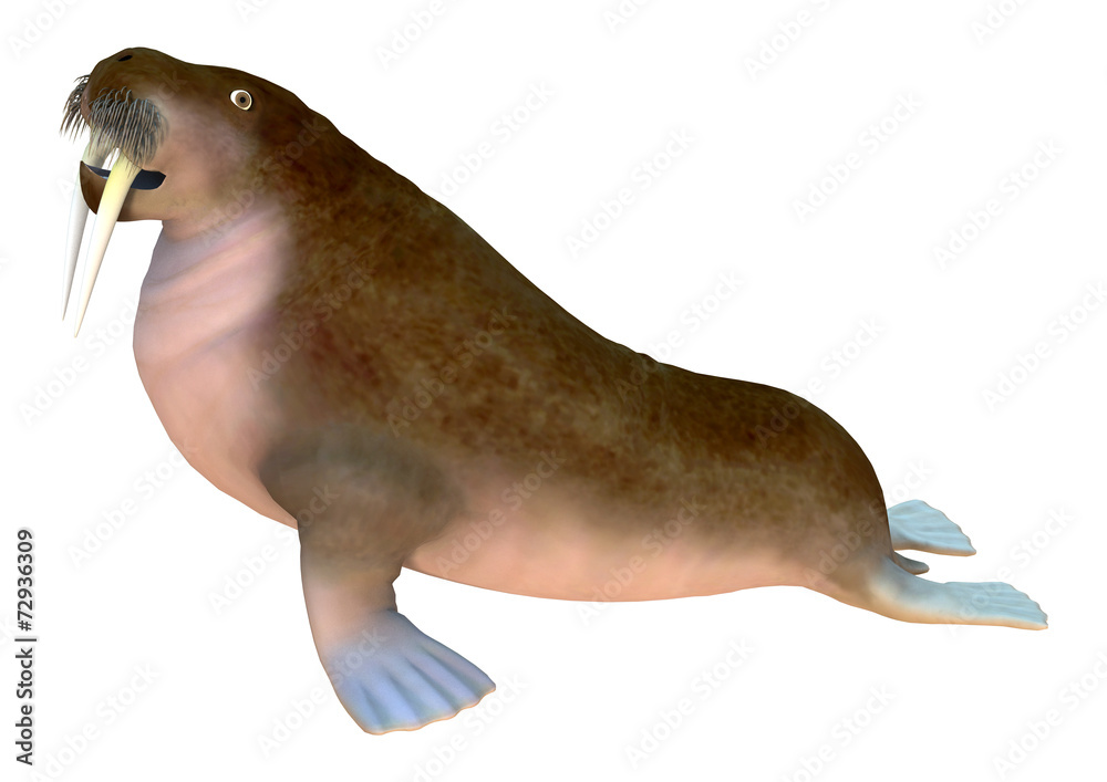 Naklejka premium Walrus