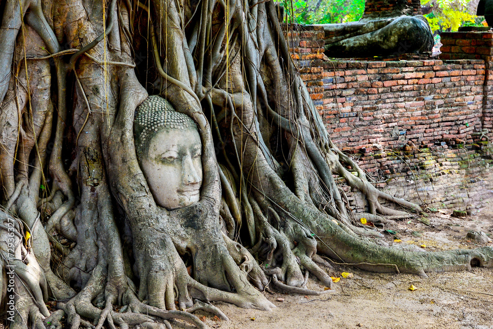 The head of Buddha in tree