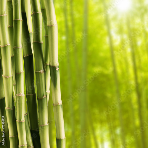 Fototapeta Naklejka Na Ścianę i Meble -  Fresh bamboo with Bamboo forest background