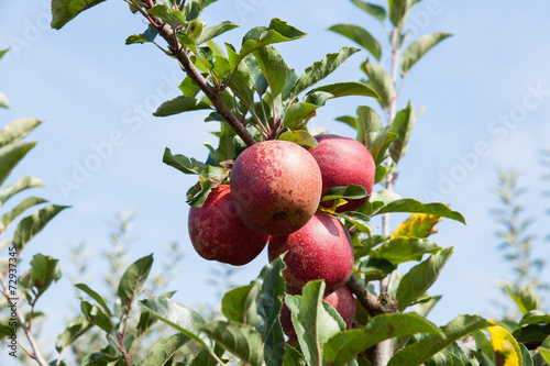 pommiers chargés de pommes dans un verger en été 