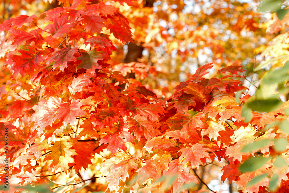Oak branches with beautiful leaves Oak branches with beautiful leaves