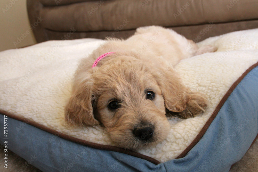 Goldendoodle Puppy Dog Goldendoodle Puppy Dog
