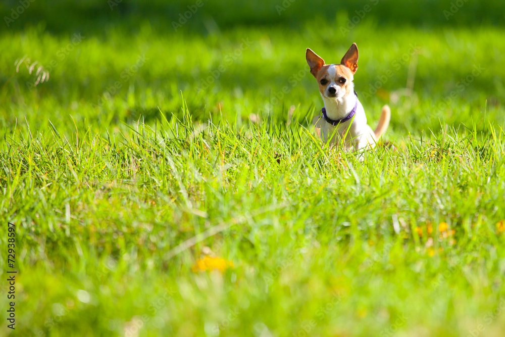 Chihuahua Chihuahua