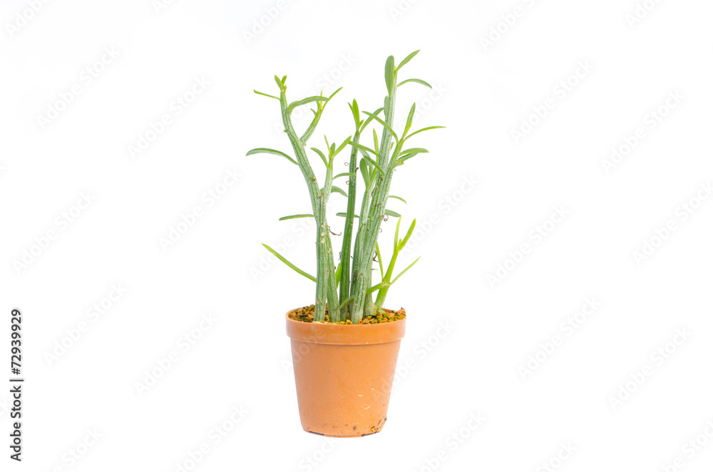 Fototapeta premium Cactus in the small pots on white background