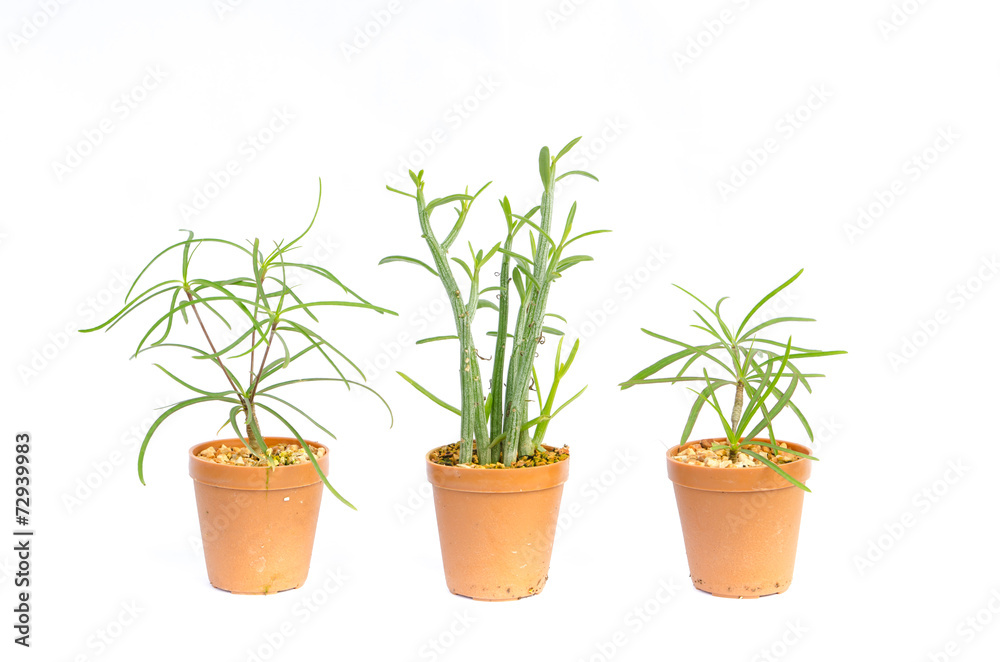 Cactus in the small pots on white background