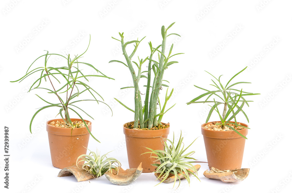 Cactus in the small pots on white background