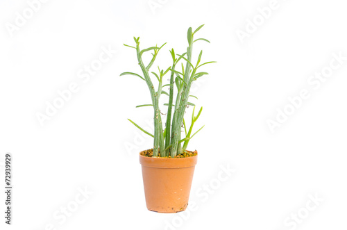 Cactus in the small pots on white background