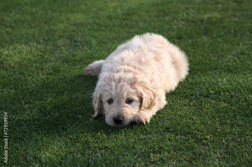 Goldendoodle Puppy Dog on Grass