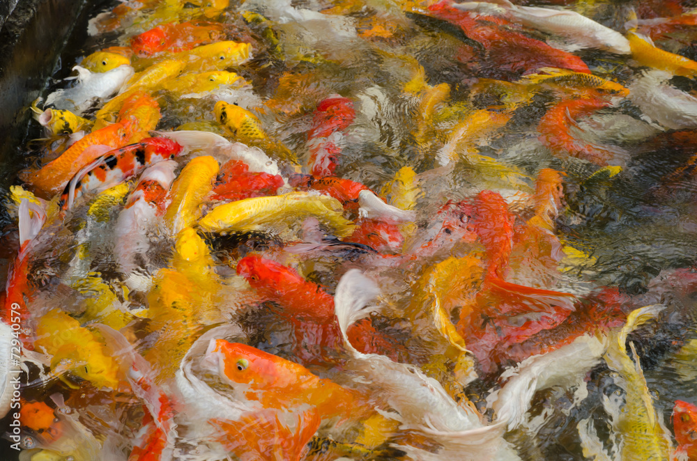 Colorful Koi fish in the pond