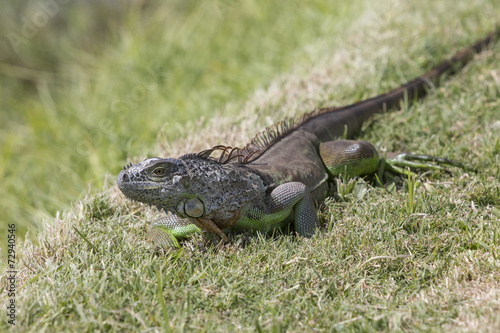 Iguana fleeing on a meadow.