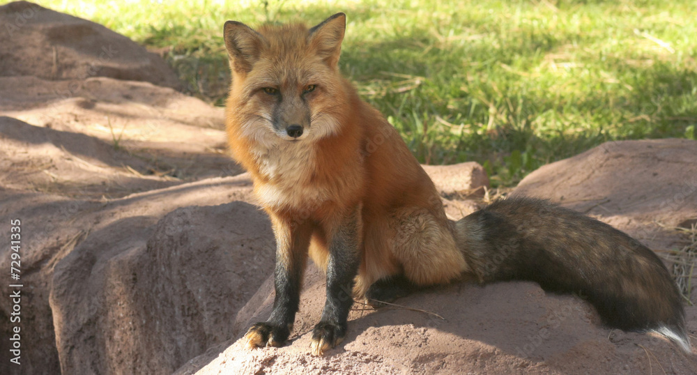 Fototapeta premium A Close Up Portrait of a Red Fox