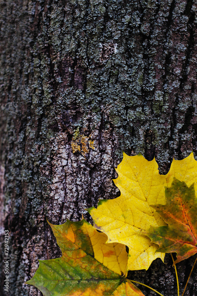 Autumn leaves on the wooden background