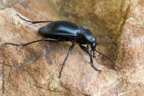 Ground Beetle - Carabus glabratus © Marek R. Swadzba
